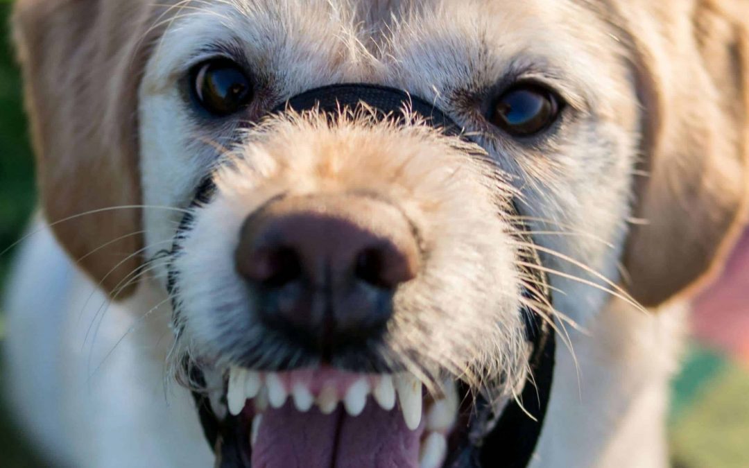 Dog Bites on the Rise in Eugene?